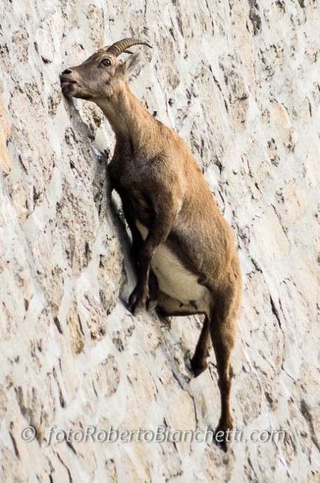 Gli stambecchi arrampicatori: Trekking fotografico con Roberto Bianchetti