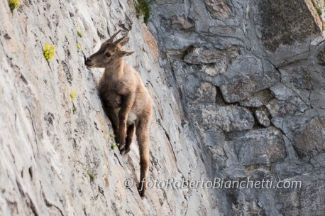 Gli stambecchi arrampicatori: Trekking fotografico con Roberto Bianchetti