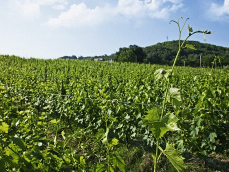 Tenuta Carbognano