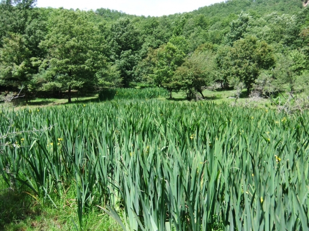 Il Parco dei Nebrodi tra mare e monti