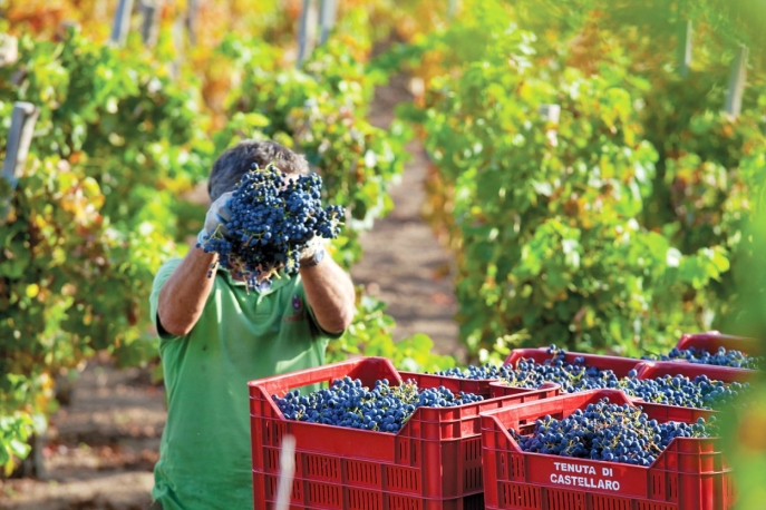 Tenuta di Castellaro