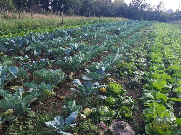 Ecogarden Orto Arcobaleno