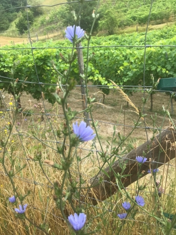 Il Segreto di Miro Agriturismo