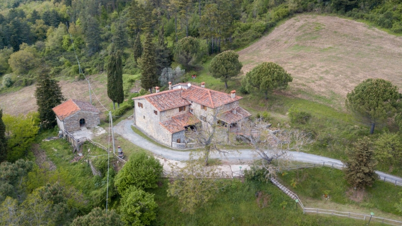 Olivo: dalla pianta all'olio con Fattoria di Cintoia