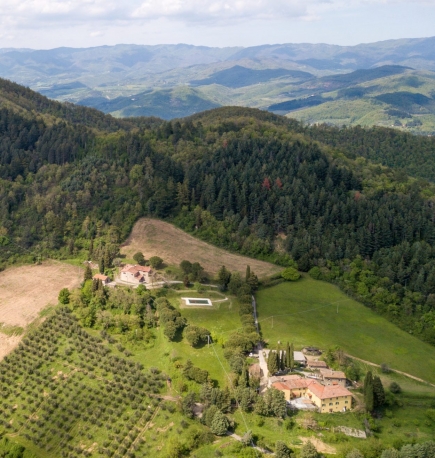 Olivo: dalla pianta all'olio con Fattoria di Cintoia