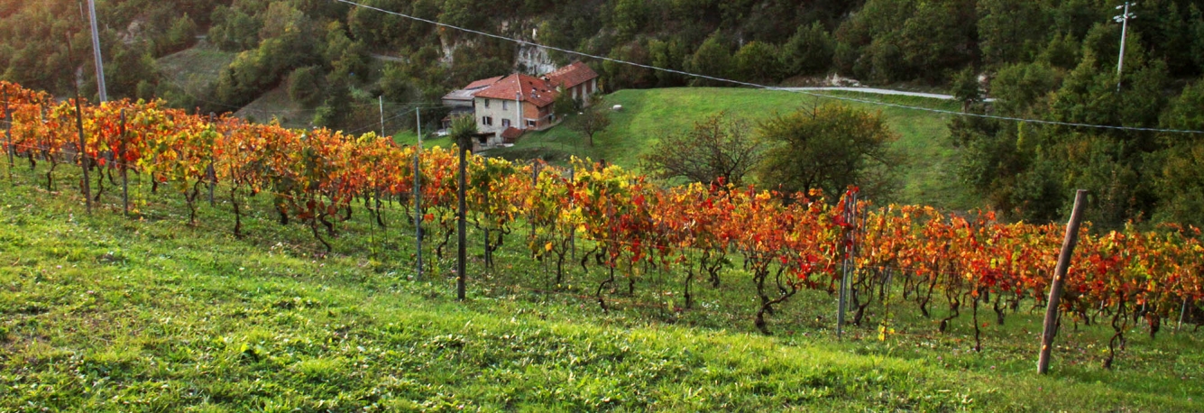 Assaporare il vino con la musica della vite presso Roccabianca