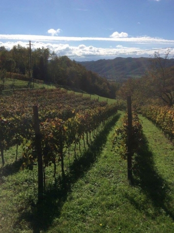 Assaporare il vino con la musica della vite presso Roccabianca