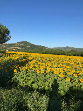 Podere Caldaruccio La Pineta