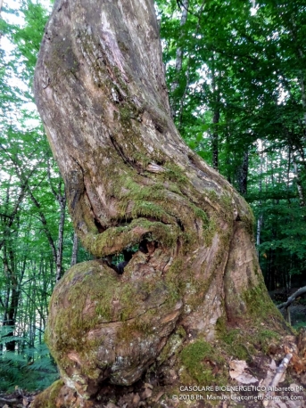 Tapping disciplina olistica con Madre Terra Albareto