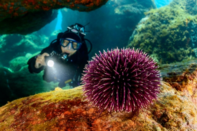 Snorkeling tra storia e biodiversità Megale Hellas Diving Center