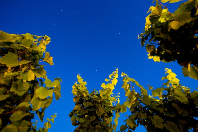 Degustazione al tramonto presso Tenuta Castellaro