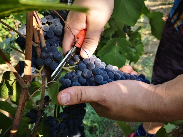 Trekking tra i vigneti e brunch presso Agriturismo Calice dei Cherubini