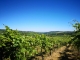 Trekking tra tra le vigne e brunch presso Agriturismo Calice dei Cherubini