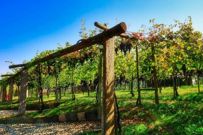 Visita e degustazione al Podere ai Valloni