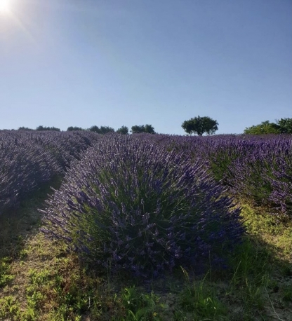 Lavanda che profumo!