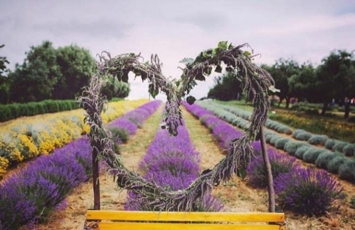 Lavanda che profumo!