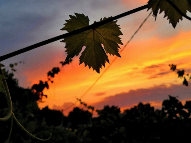 Degustazione di vini che parte dal campo!