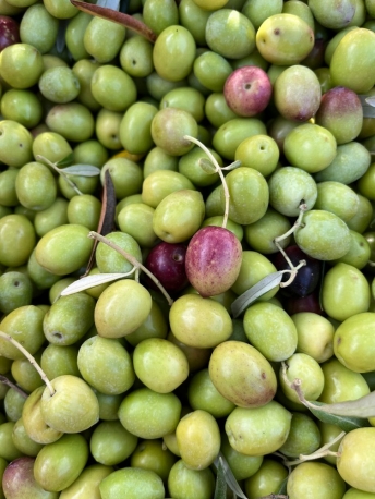 Passeggiata in oliveto e mini corso di assaggio dell’olio extravergine d’oliva!