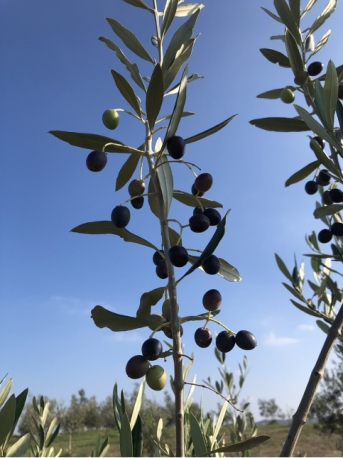 Passeggiata in oliveto e mini corso di assaggio dell’olio extravergine d’oliva!