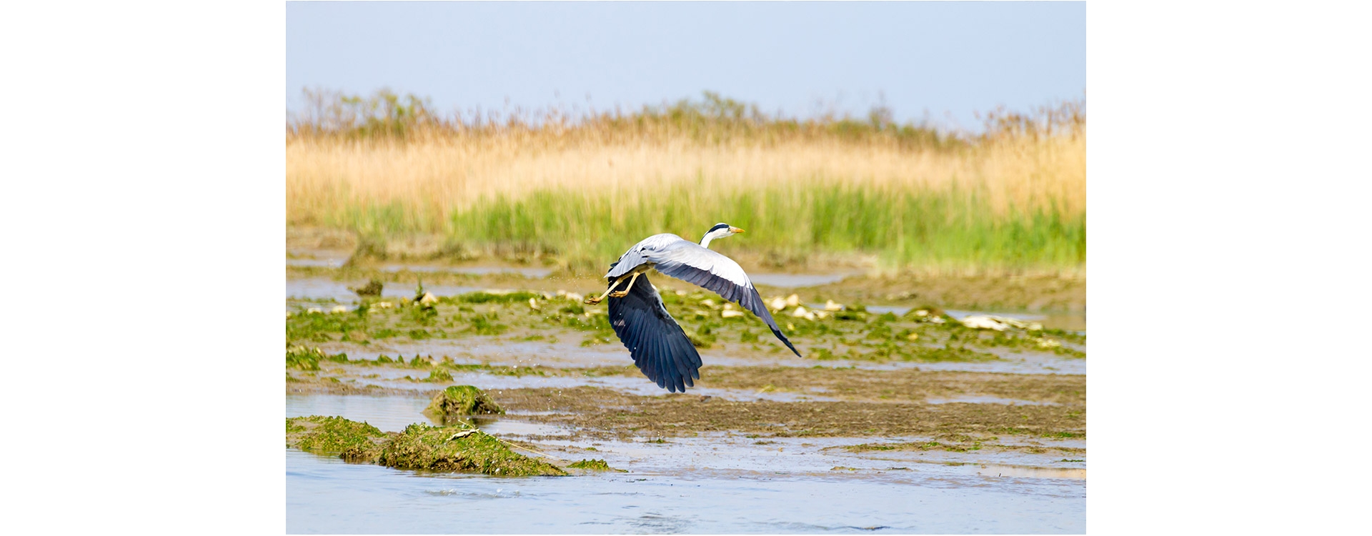 Birdwatching, una passione in forte crescita in tutta Italia